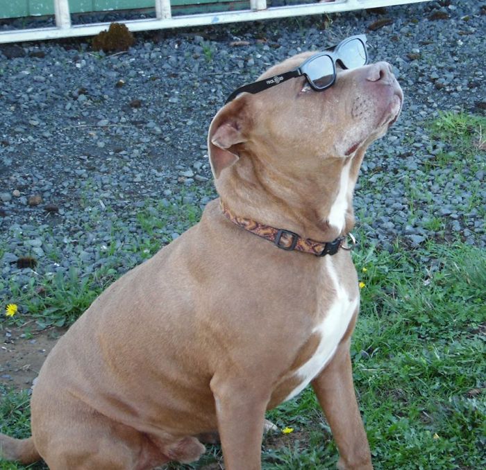 Sam The Dog Has Spent A Year In A Shelter And Dreams Of Moving Out