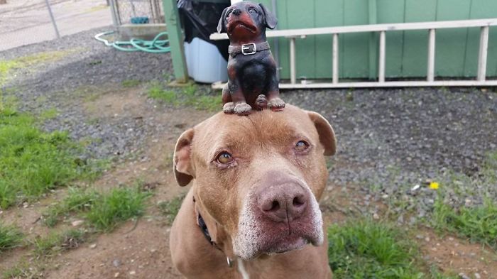 Sam The Dog Has Spent A Year In A Shelter And Dreams Of Moving Out Sam The Dog Has Spent A Year In A Shelter And Dreams Of Moving Out