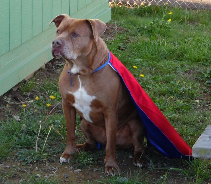 Sam The Dog Has Spent A Year In A Shelter And Dreams Of Moving Out