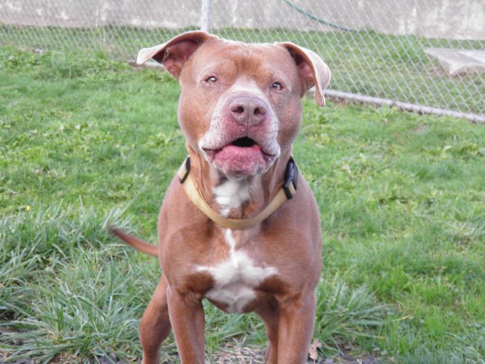 Sam The Dog Has Spent A Year In A Shelter And Dreams Of Moving Out