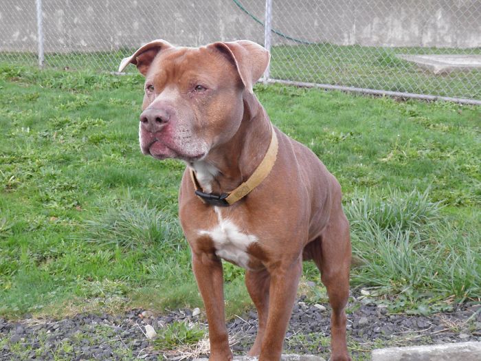 Sam The Dog Has Spent A Year In A Shelter And Dreams Of Moving Out