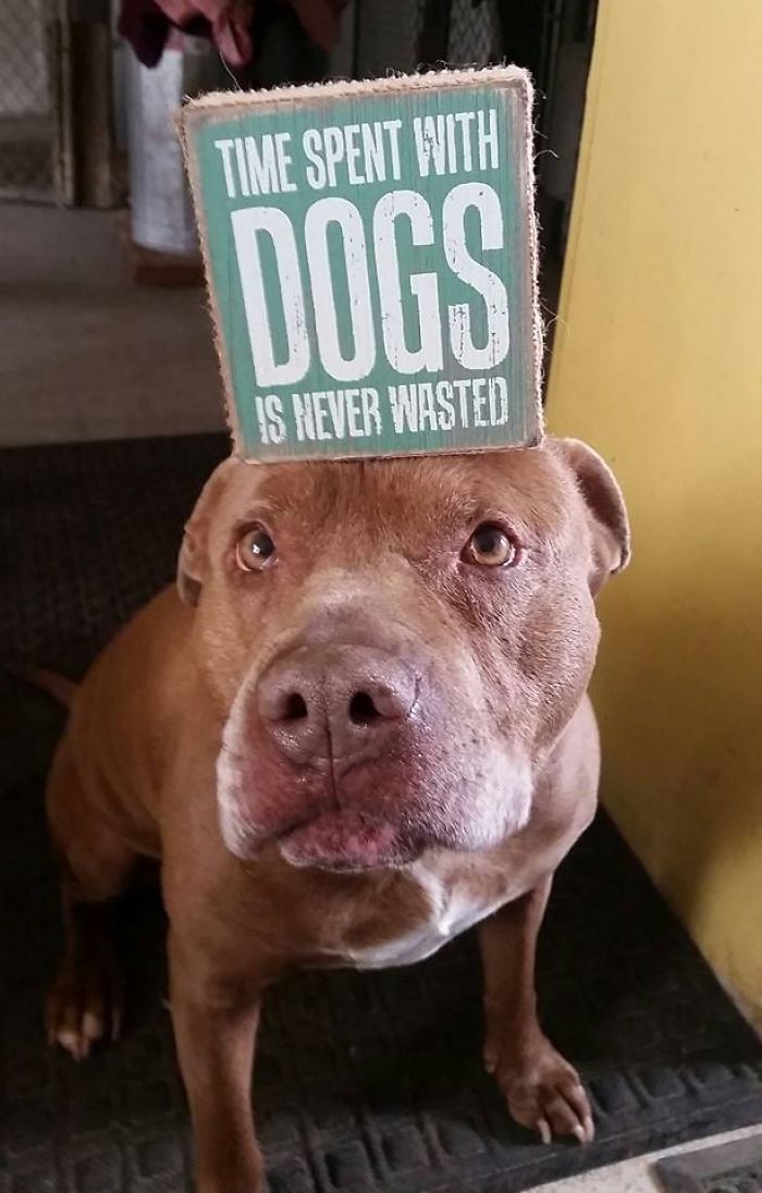 Sam The Dog Has Spent A Year In A Shelter And Dreams Of Moving Out