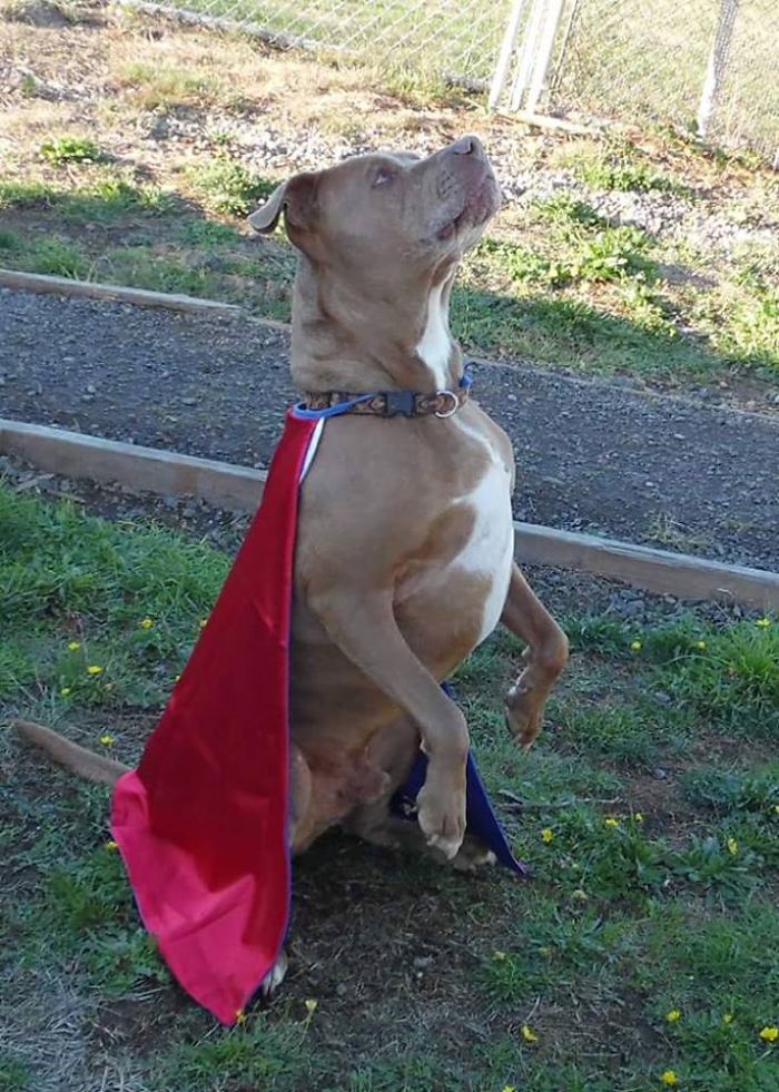 Sam The Dog Has Spent A Year In A Shelter And Dreams Of Moving Out Sam The Dog Has Spent A Year In A Shelter And Dreams Of Moving Out