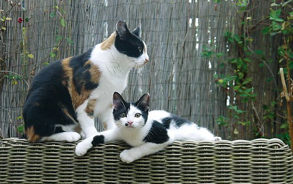 Mammie Is Watching Over You