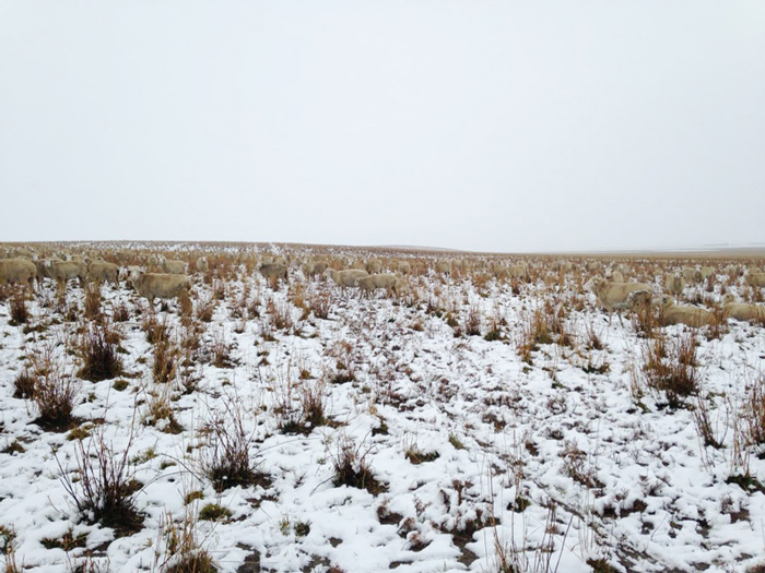 sheep-camouflaged-field-pilgrim-farms-liezel-kennedy-3 sheep-camouflaged-field-pilgrim-farms-liezel-kennedy-3