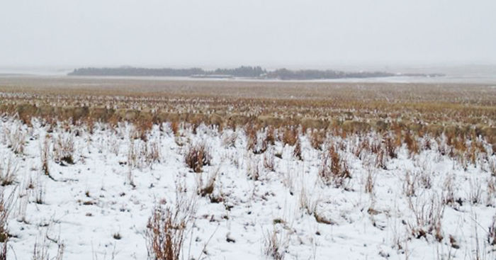 There Are 550 Sheep In This Pic. Can You Find Them?