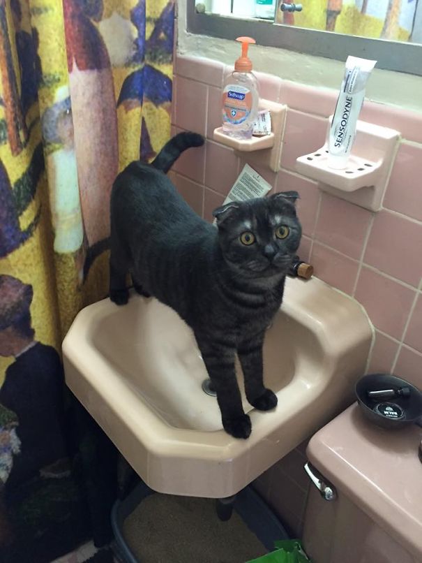 This Sink Is Mine Now! No Way Down!