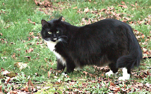 Black and white Maine C**n cat with fluffy fur standing outdoors on grass with fallen leaves in autumn.