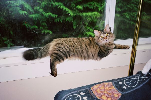 A Maine C**n cat with long fur and bright eyes lounging on a window sill near green trees outside.