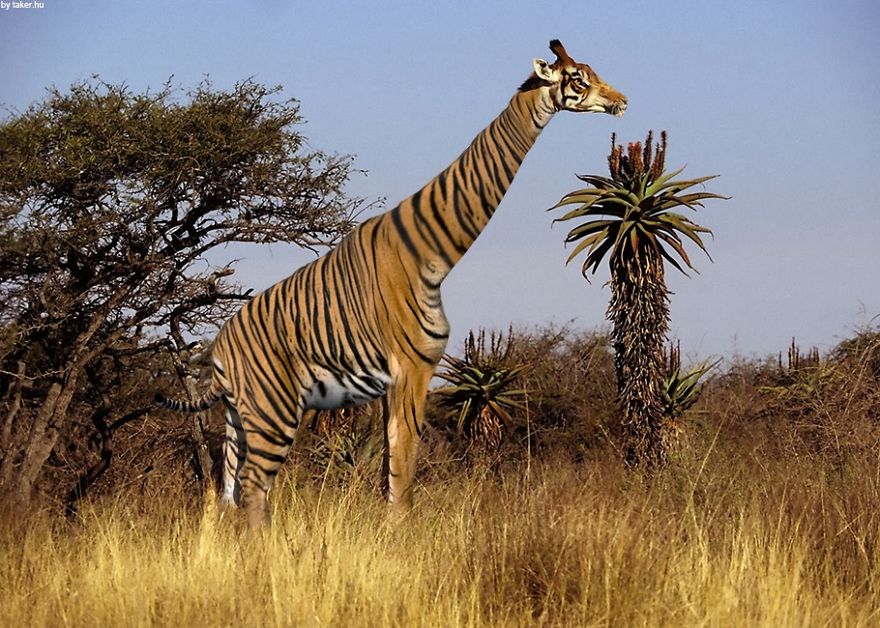 Strange animal hybrid of a giraffe and zebra in a savannah landscape.