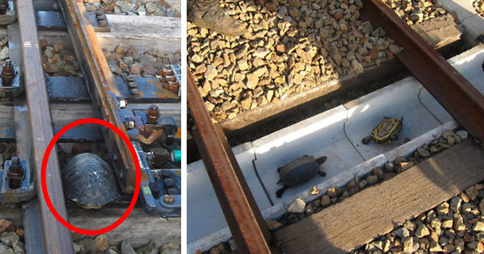 Japan Railways Build Turtle Tunnels