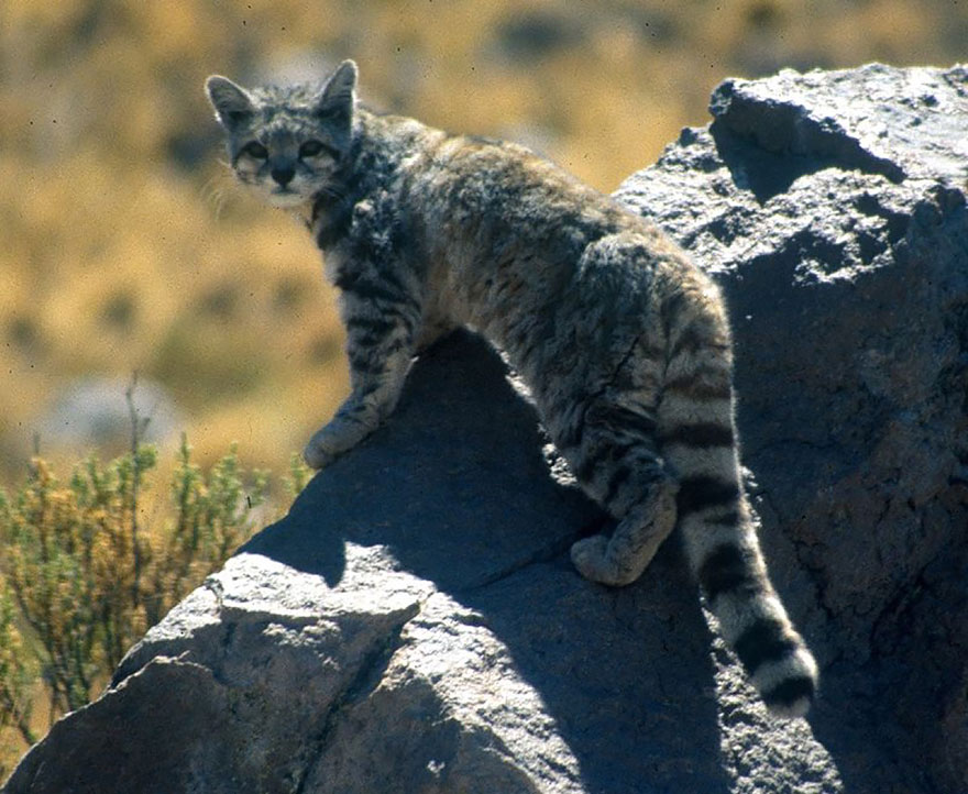 Andean Cat (Leopardus Jacobita)