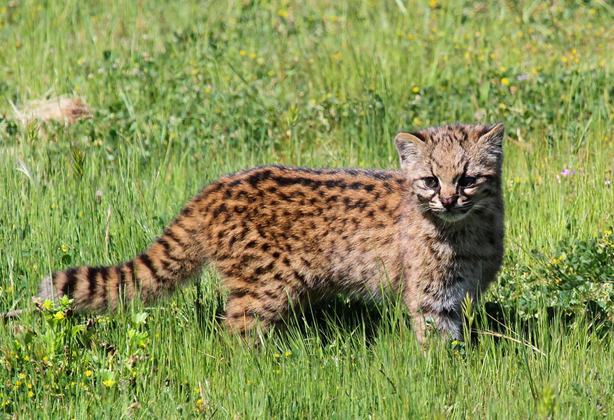 Kodkod (Leopardus Guigna)