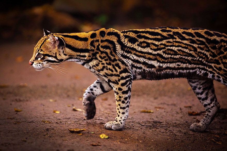 Ocelot (Leopardus Pardalis)
