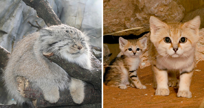 21 Rare Wild Cat Species You Probably Didn’t Know Exist