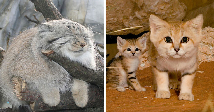 21 Rare Wild Cat Species You Probably Didn’t Know Exist