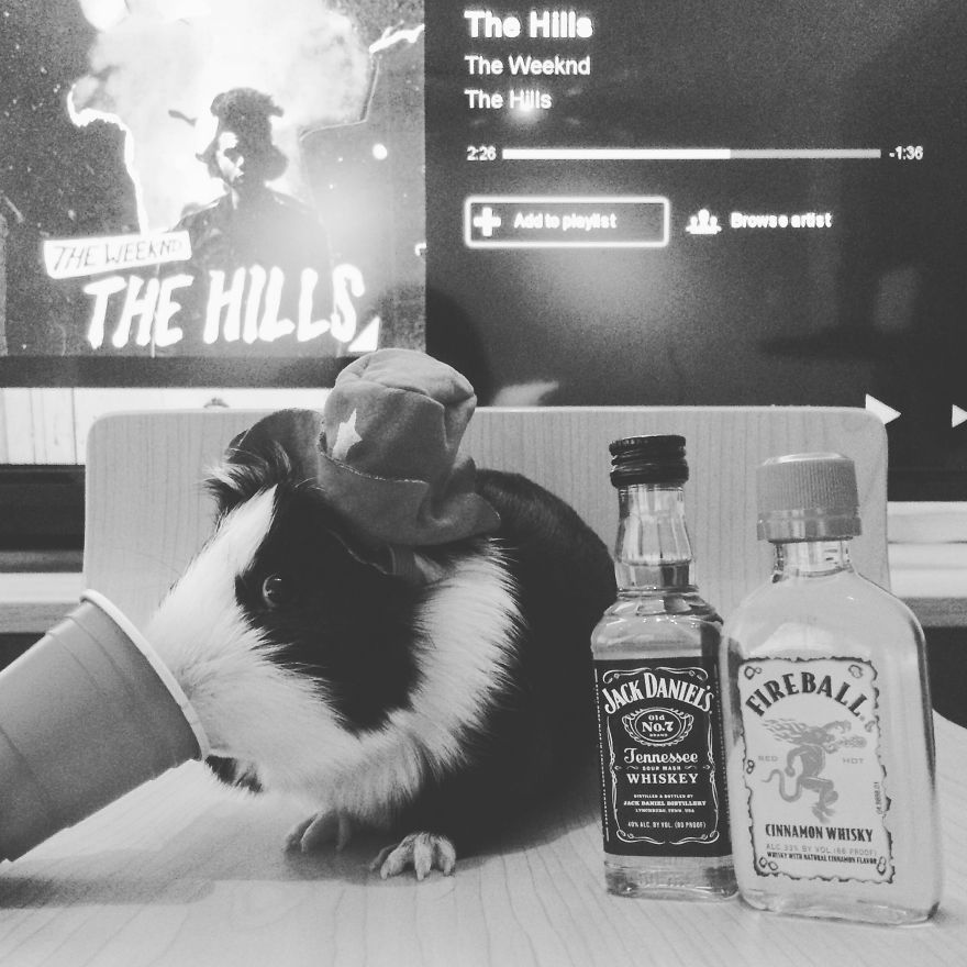 When A Guinea Pig Is Way More Photogenic Than Its Owner