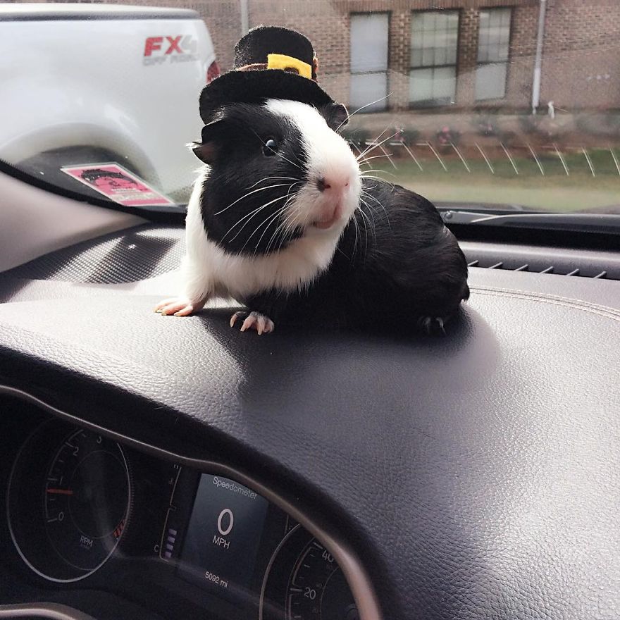 When A Guinea Pig Is Way More Photogenic Than Its Owner