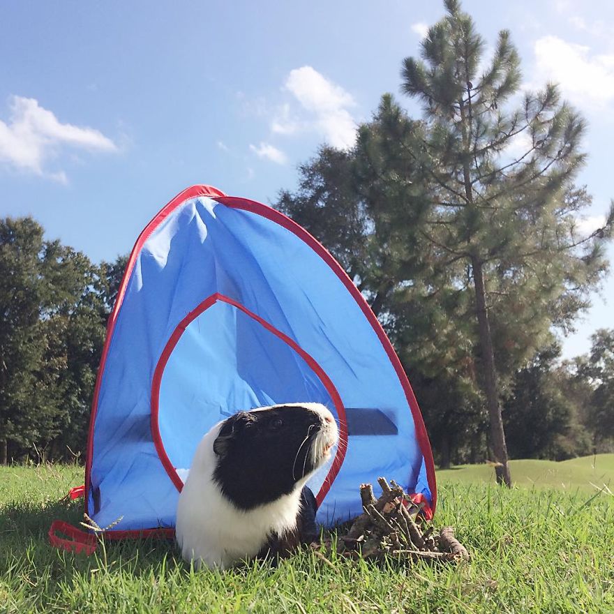 When A Guinea Pig Is Way More Photogenic Than Its Owner