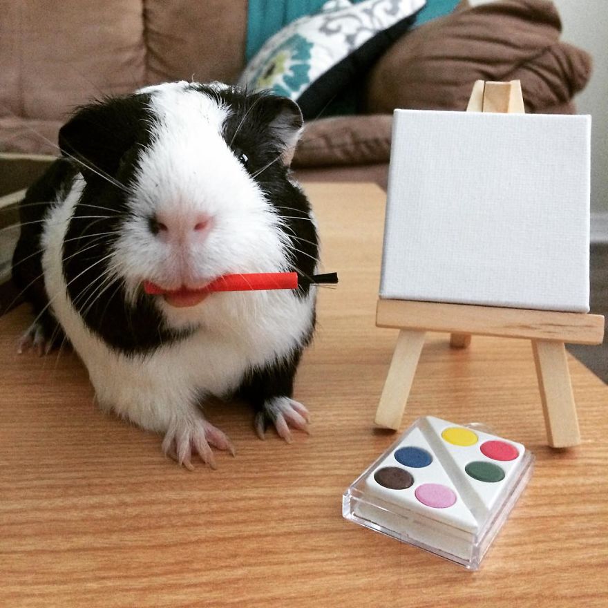 When A Guinea Pig Is Way More Photogenic Than Its Owner