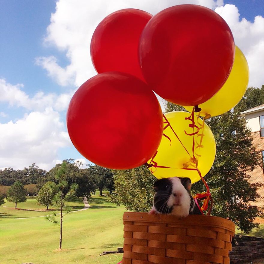 When A Guinea Pig Is Way More Photogenic Than Its Owner
