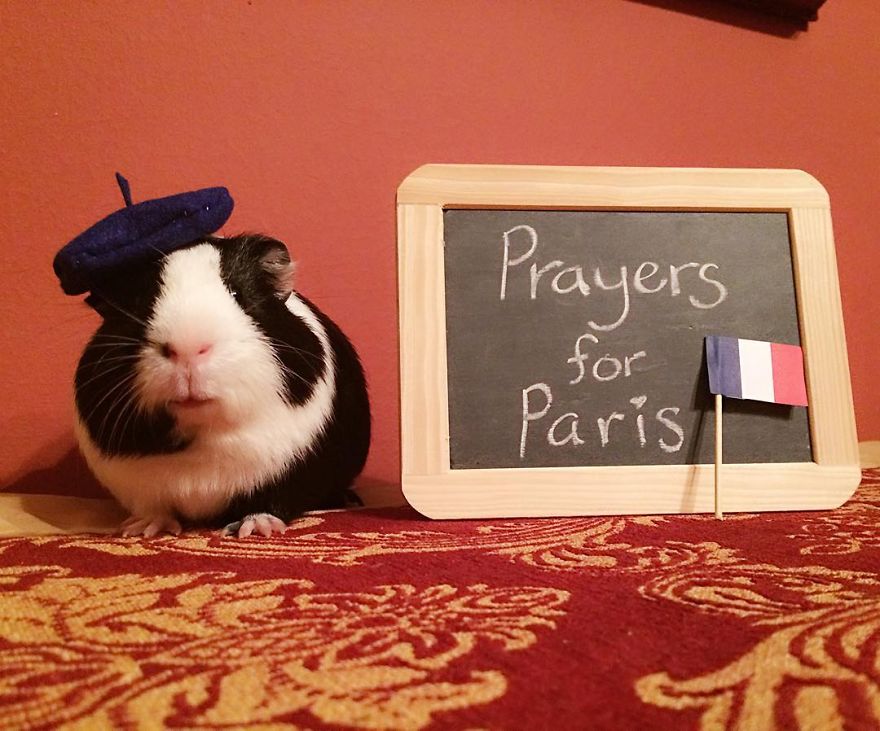 When A Guinea Pig Is Way More Photogenic Than Its Owner