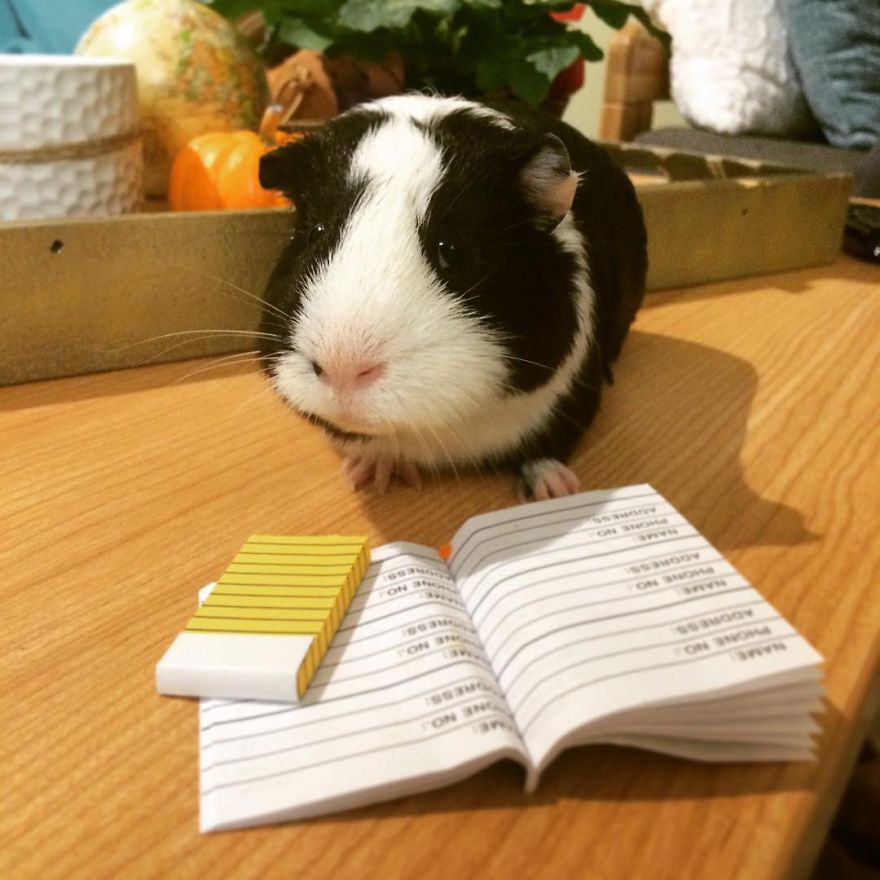 When A Guinea Pig Is Way More Photogenic Than Its Owner
