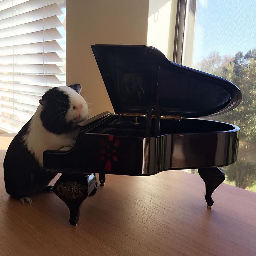 When A Guinea Pig Is Way More Photogenic Than Its Owner
