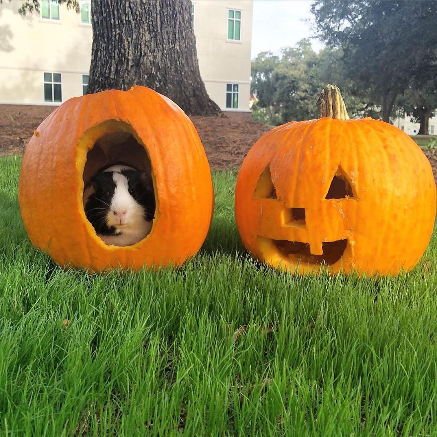 When A Guinea Pig Is Way More Photogenic Than Its Owner