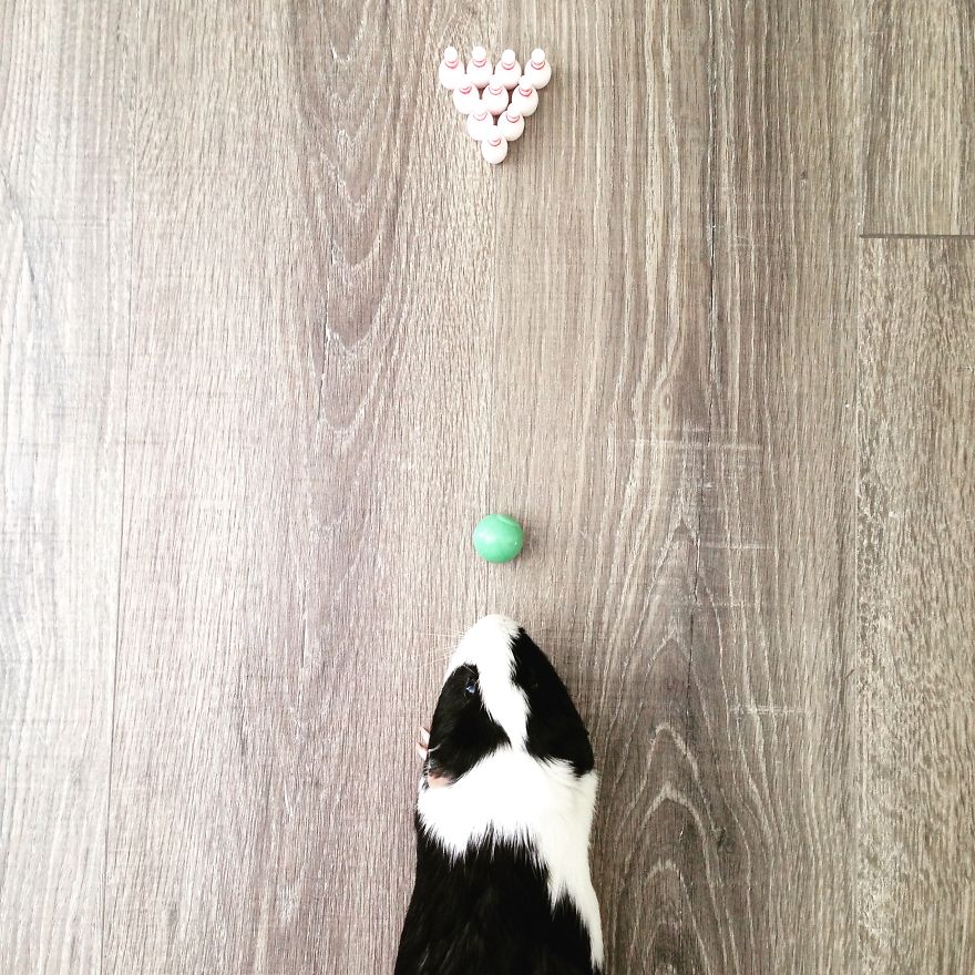 When A Guinea Pig Is Way More Photogenic Than Its Owner