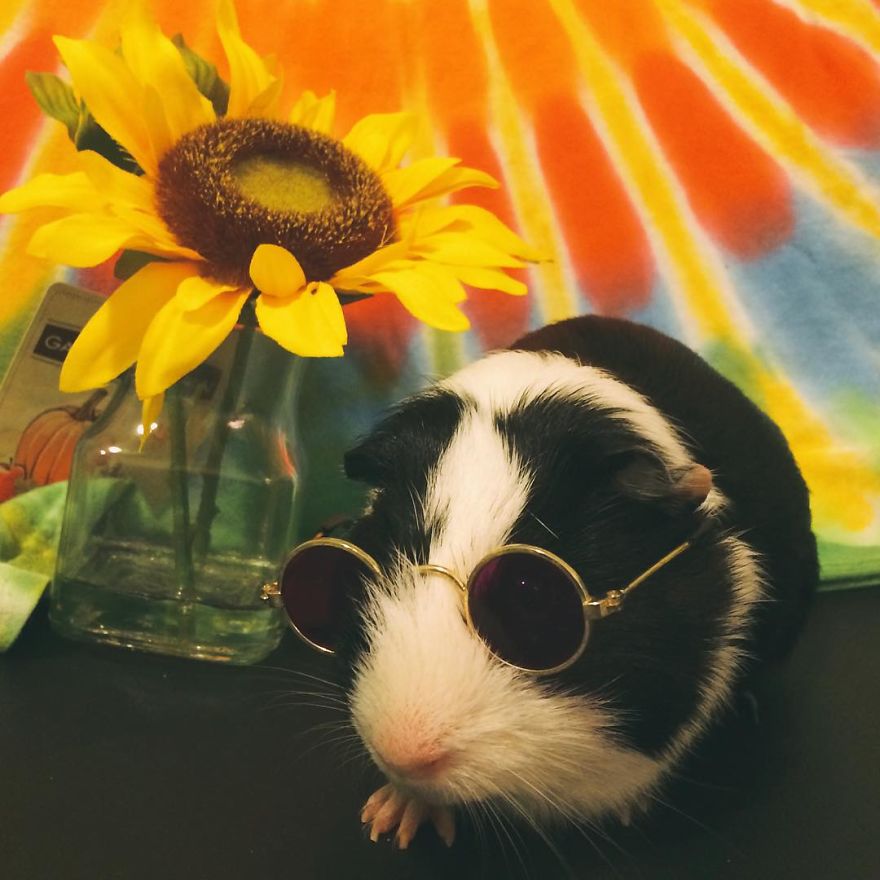 When A Guinea Pig Is Way More Photogenic Than Its Owner