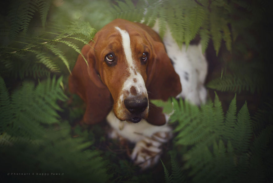 Photographer Captures Soulful Portraits Of Man's Best Friend