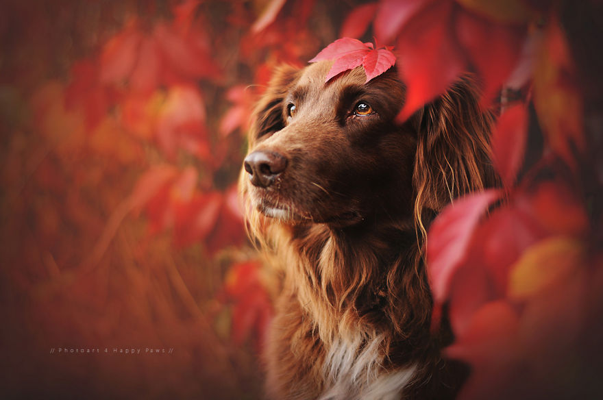 Photographer Captures Soulful Portraits Of Man's Best Friend