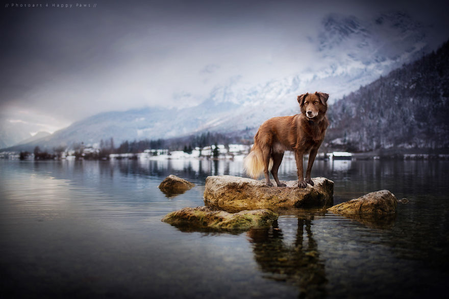 Photographer Captures Soulful Portraits Of Man's Best Friend