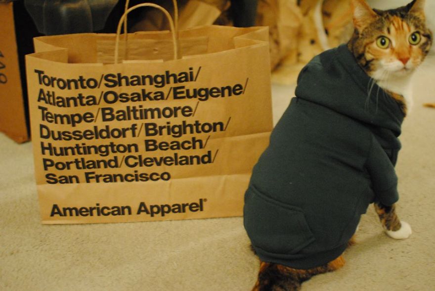 America's Next Cat Model