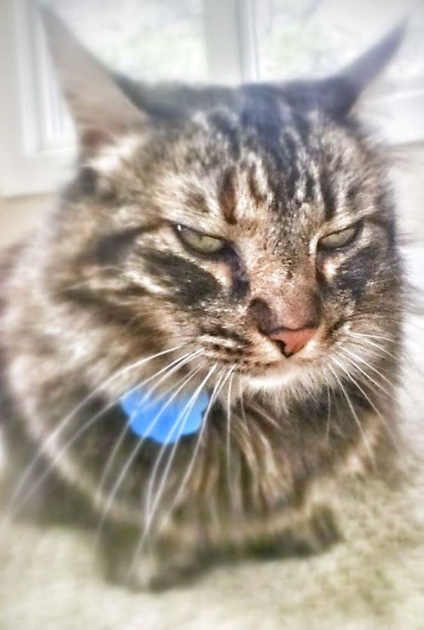 Close-up of a Maine C**n cat with soft fur and a calm expression sitting near a window.