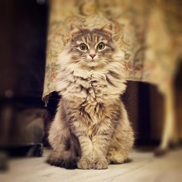 Fluffy Cat Statuette