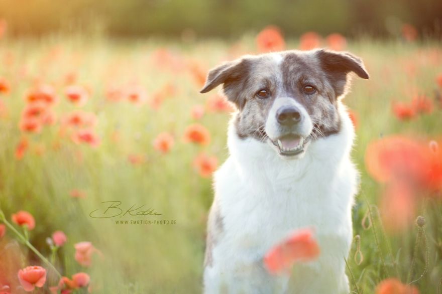 12 Reasons Why You Should Adopt A Dog