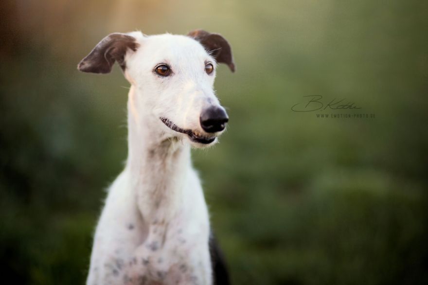 12 Reasons Why You Should Adopt A Dog