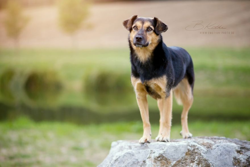 12 Reasons Why You Should Adopt A Dog