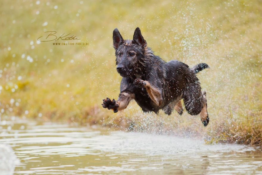 12 Reasons Why You Should Adopt A Dog 12 Reasons Why You Should Adopt A Dog