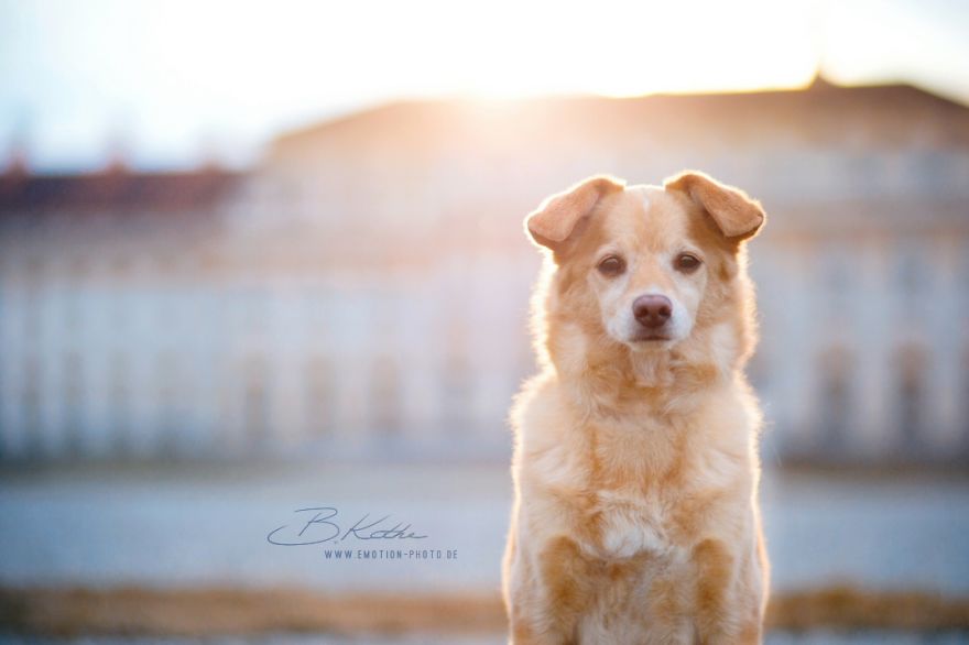 12 Reasons Why You Should Adopt A Dog