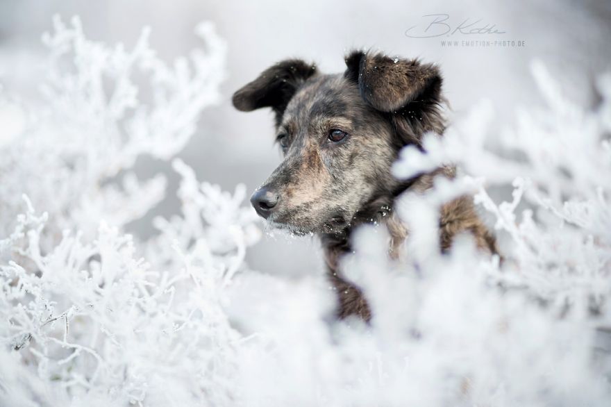 12 Reasons Why You Should Adopt A Dog