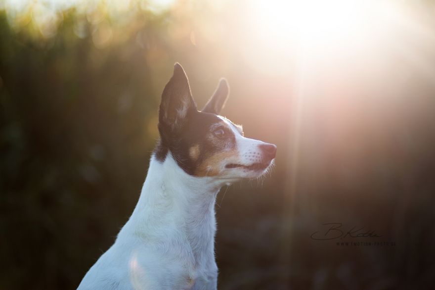 12 Reasons Why You Should Adopt A Dog