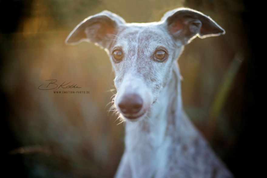 12 Reasons Why You Should Adopt A Dog