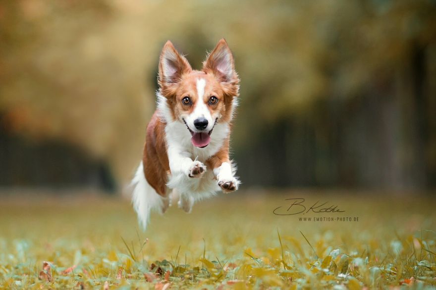 12 Reasons Why You Should Adopt A Dog