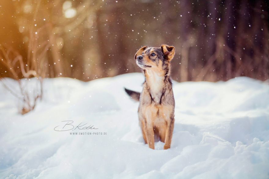 12 Reasons Why You Should Adopt A Dog