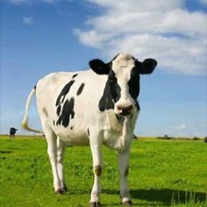 ilze-maskalane avatar