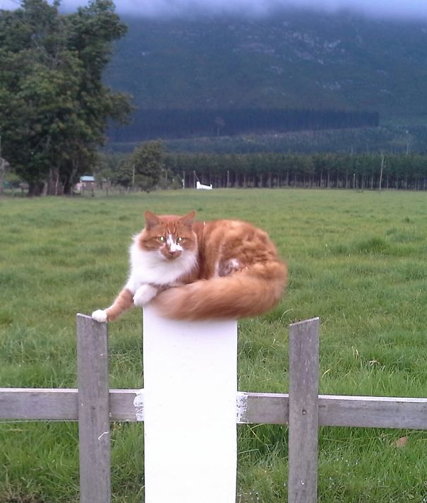 Rusty, King Of Tsitsikamma!