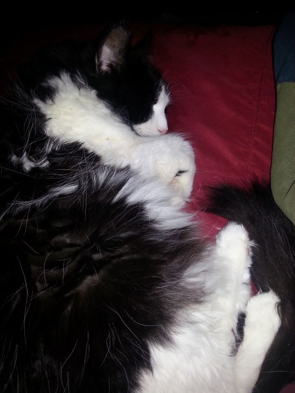 Sleeping Puddle Of Floof